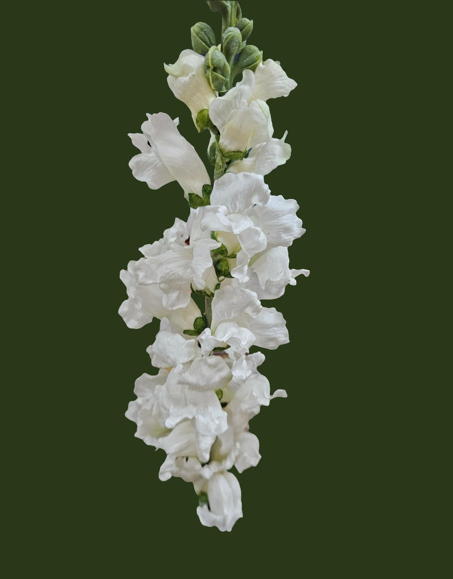 SNAPDRAGON - White