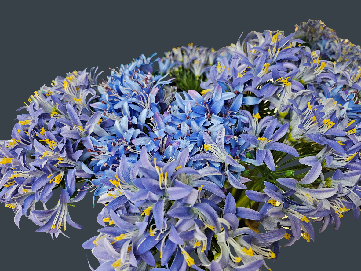 AGAPANTHUS - BLUE