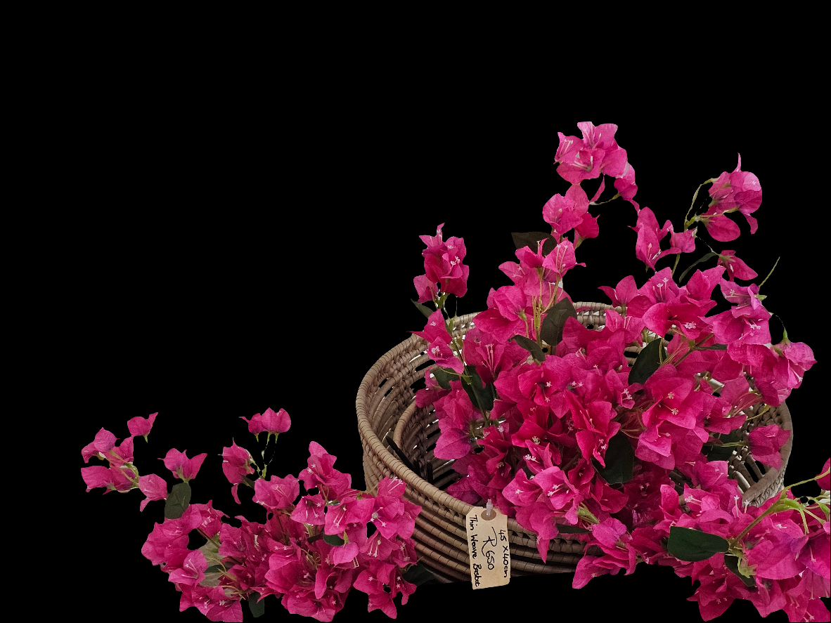 BOUGAINVILLEA BRANCH