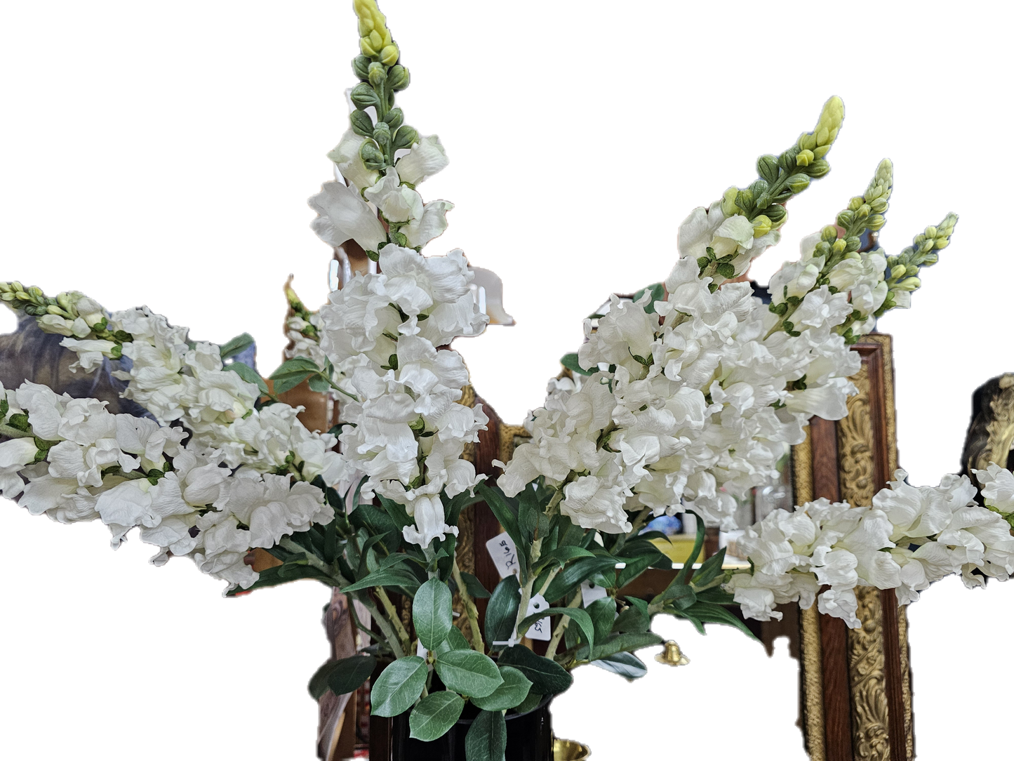 SNAPDRAGON - White