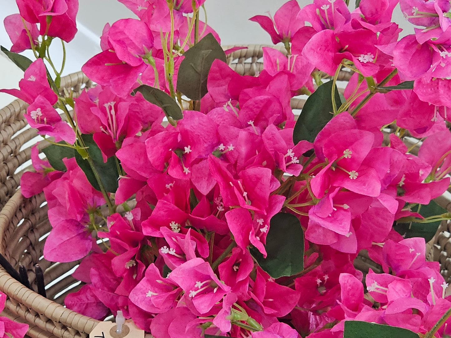 BOUGAINVILLEA BRANCH