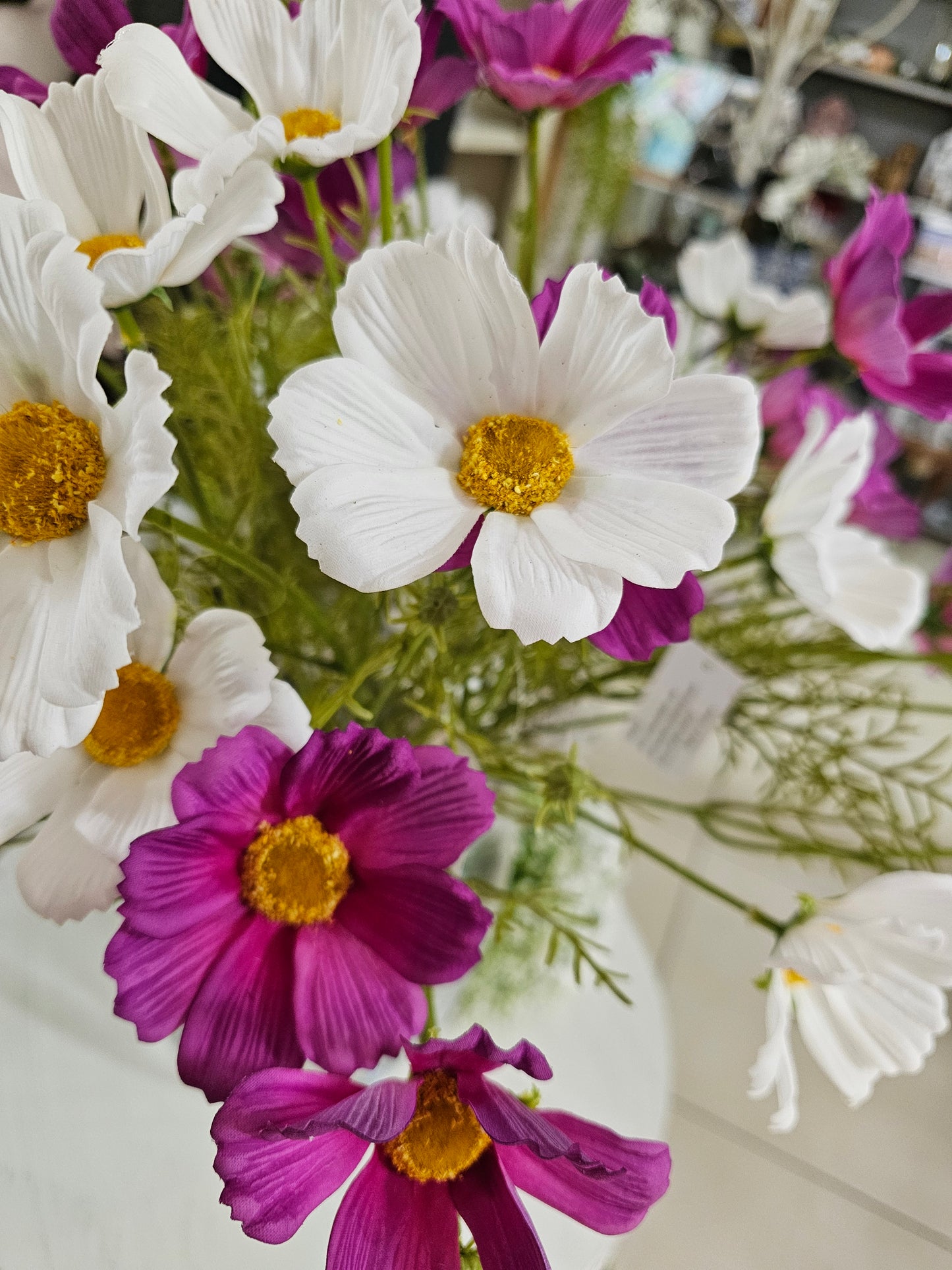 Kosmos - Coreopsis in white
