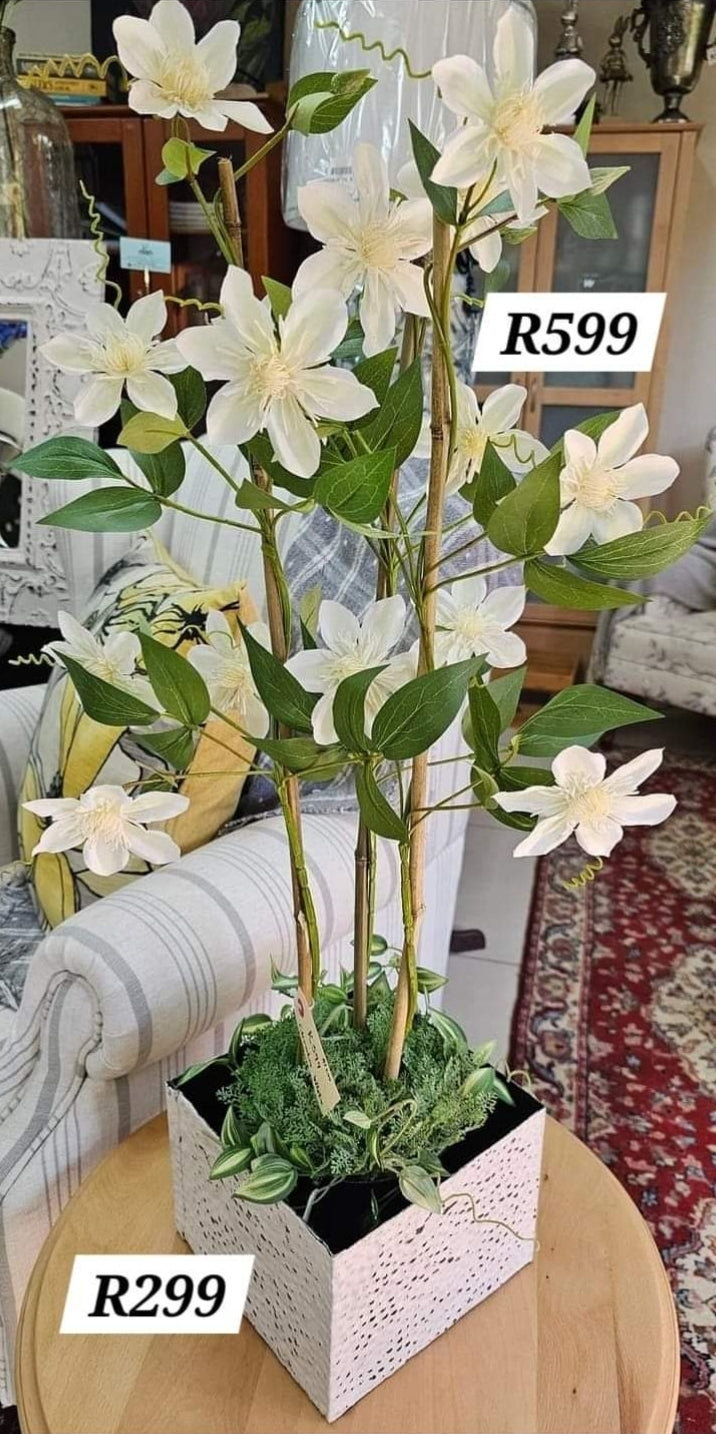 CLEMATIS WHITE