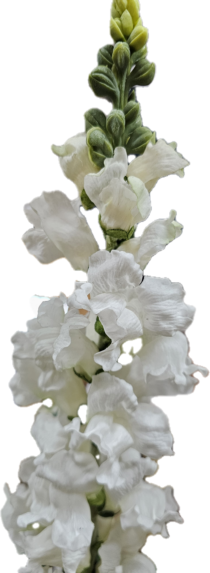 SNAPDRAGON - White