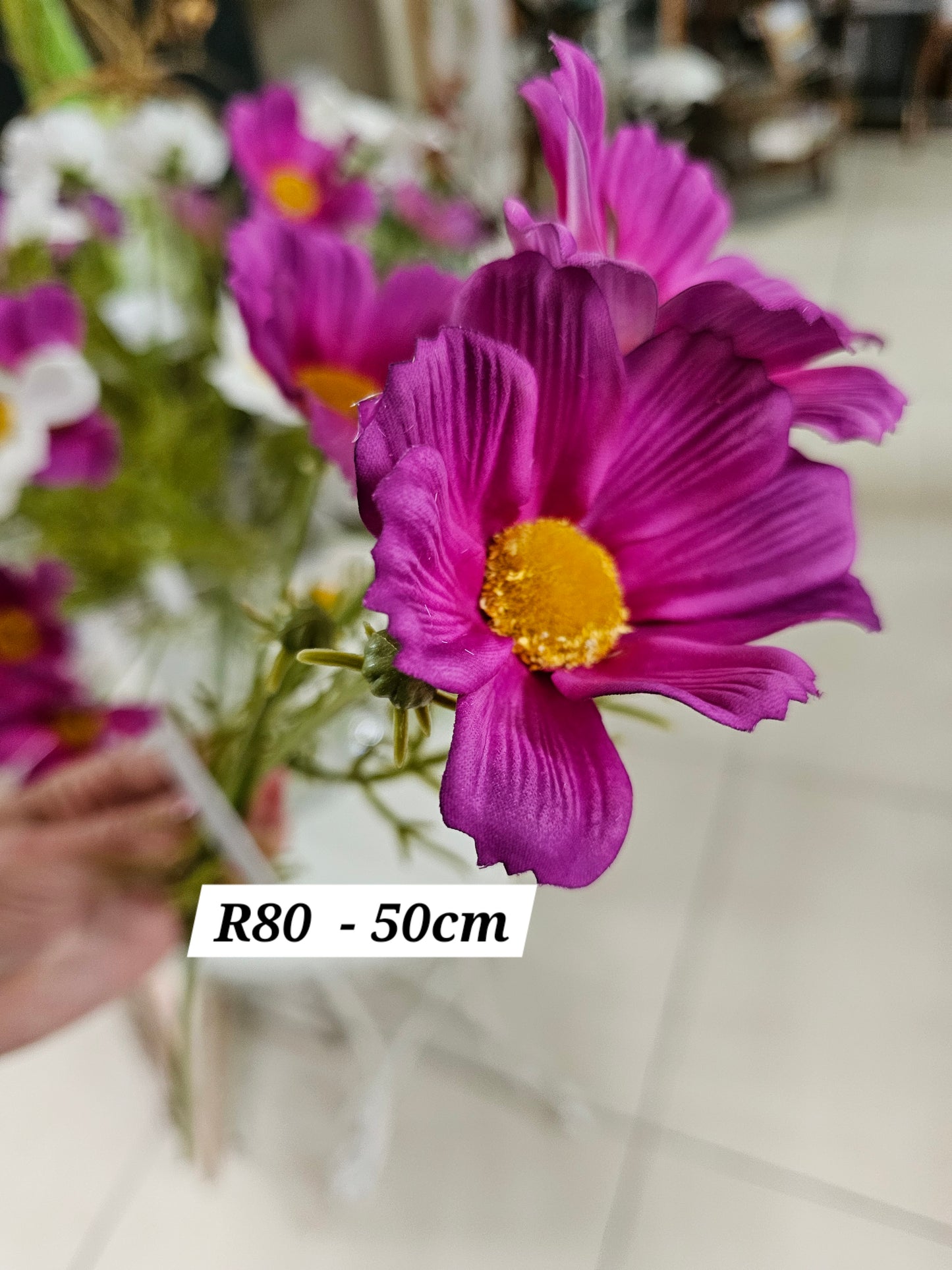 Kosmos - Coreopsis in white