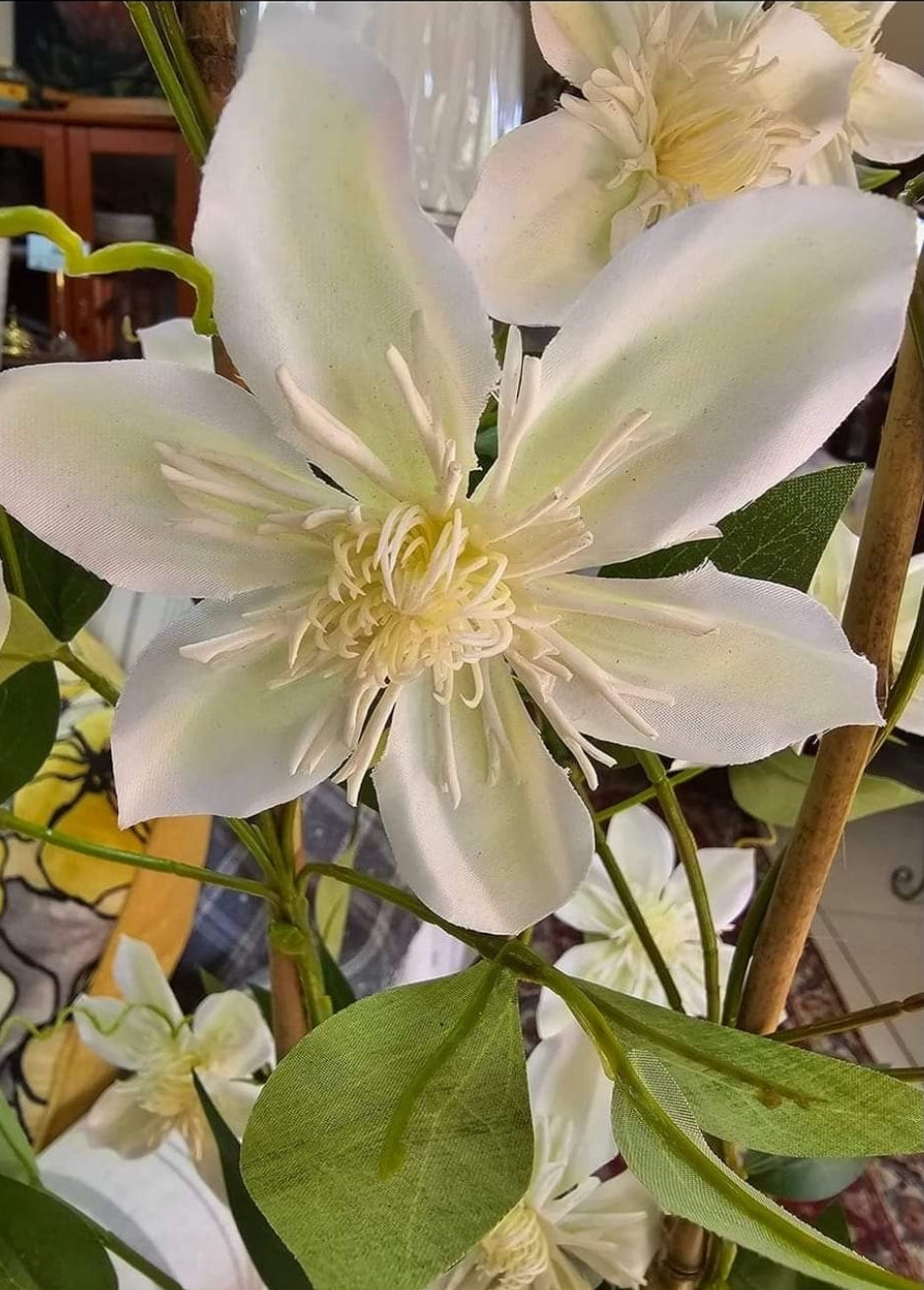 CLEMATIS WHITE