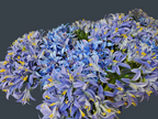AGAPANTHUS - BLUE
