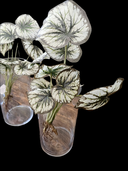 GLASS VASE + PLANT