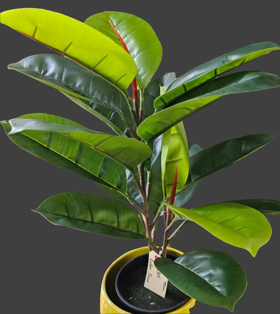 RUBBER FICUS