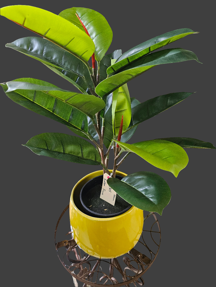 RUBBER FICUS