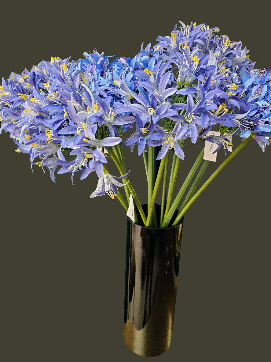 AGAPANTHUS - BLUE