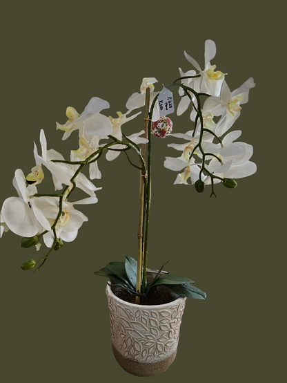 WHITE ORCHID