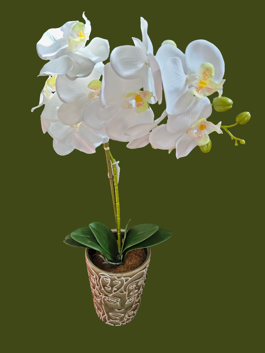 WHITE ORCHID