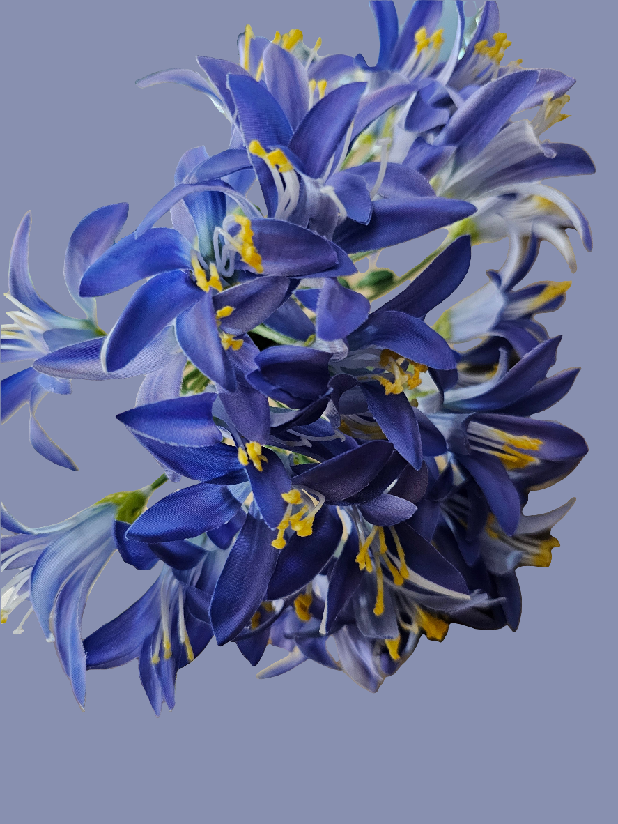 AGAPANTHUS - BLUE