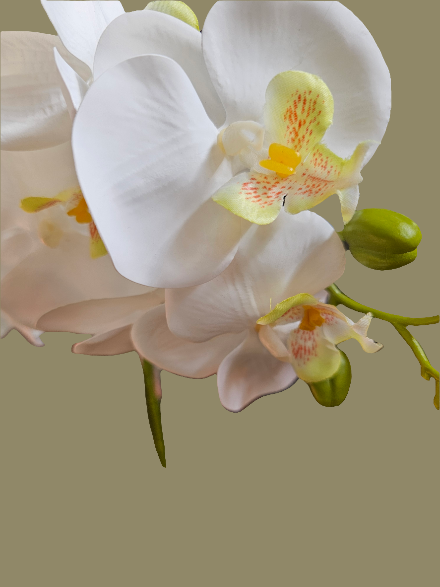 WHITE ORCHID