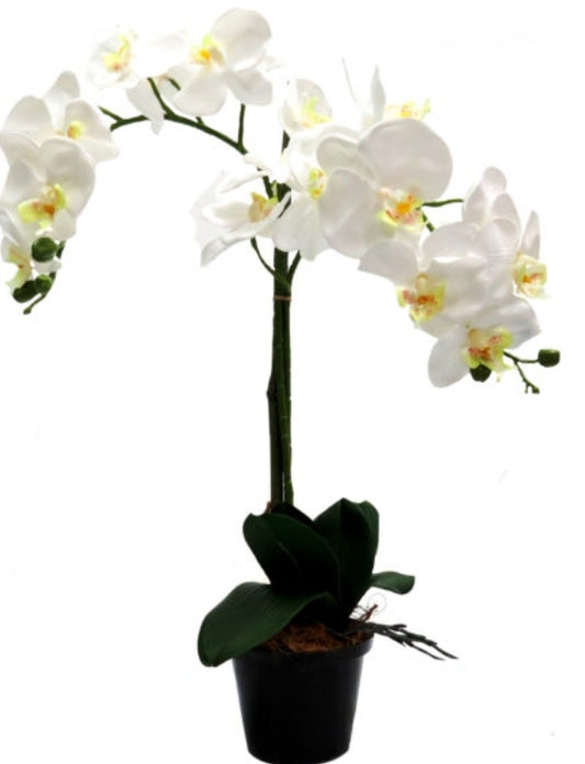 WHITE ORCHID