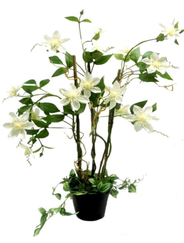 CLEMATIS WHITE