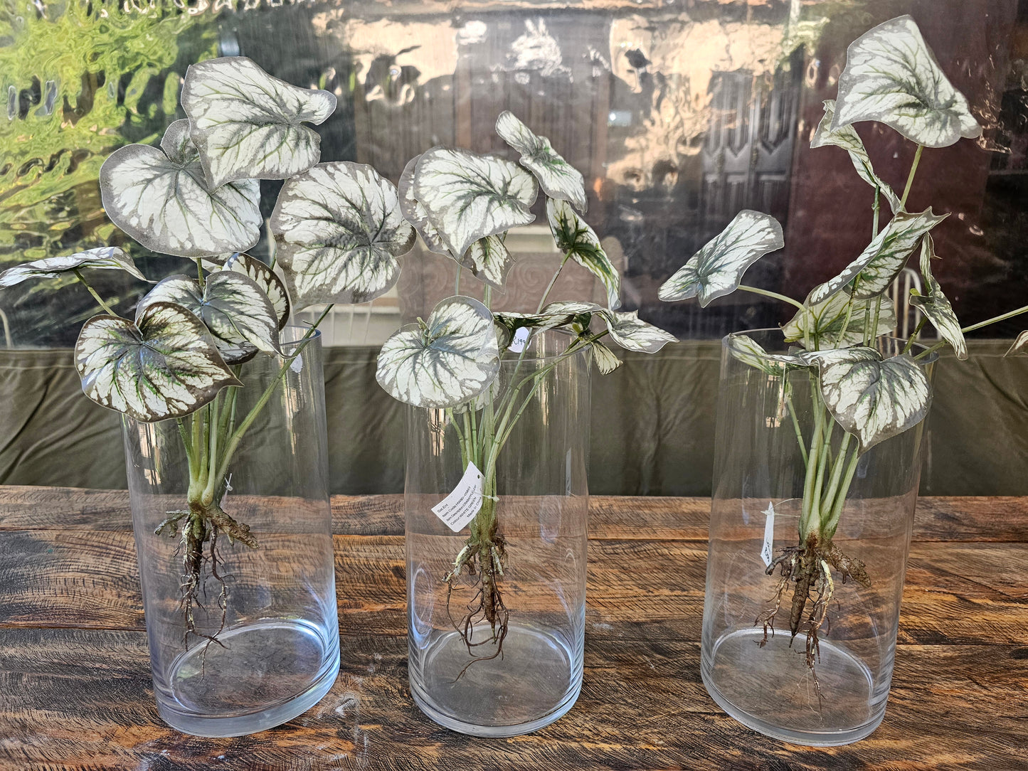 GLASS VASE + PLANT