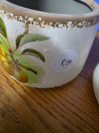 Pot Plant