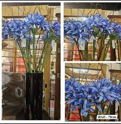 AGAPANTHUS - BLUE