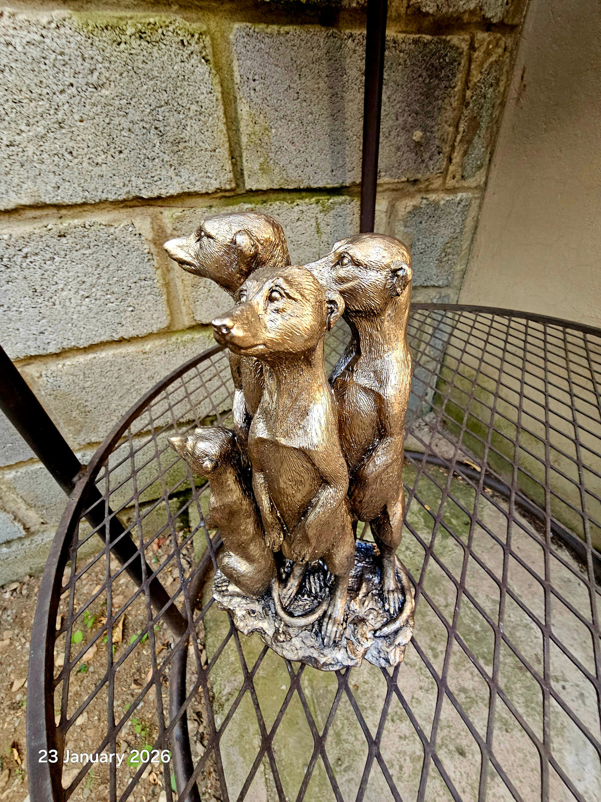 MEERKAT FAMILY