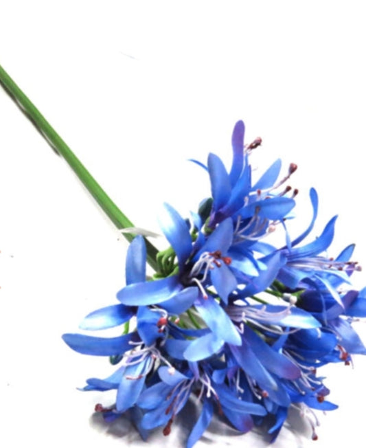 AGAPANTHUS - BLUE