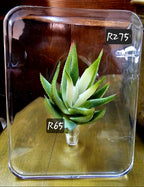 Perspex flower stand
