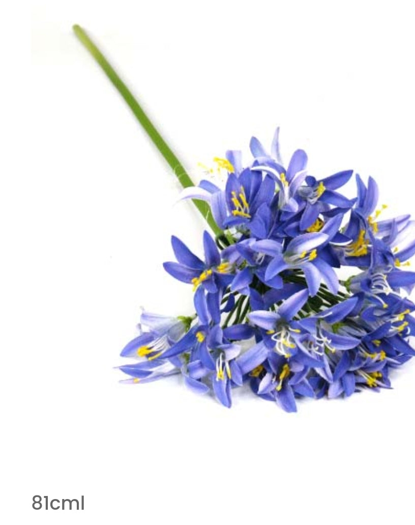 AGAPANTHUS - BLUE