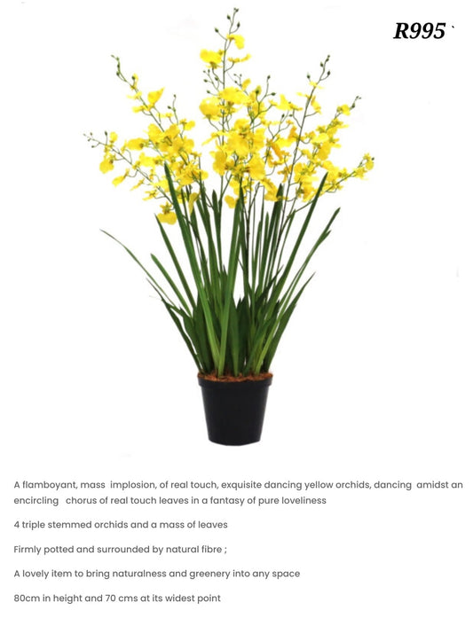 Dancing yellow Orgird