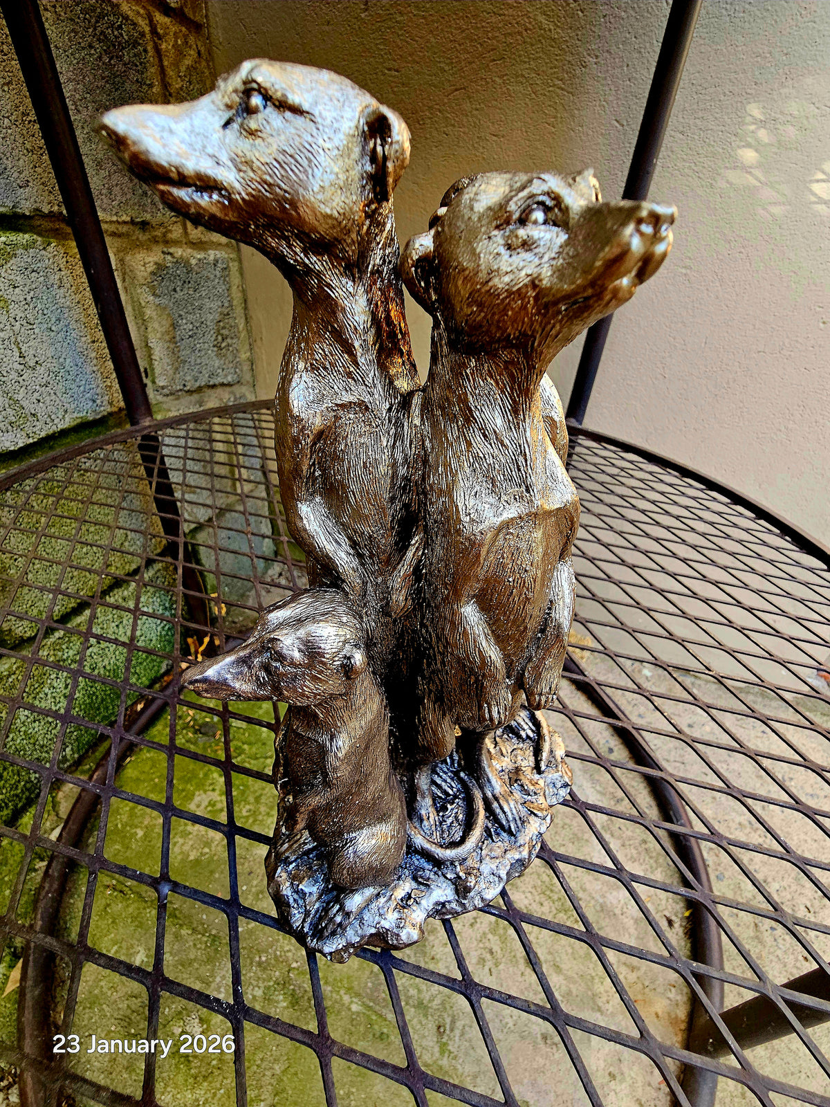 MEERKAT FAMILY