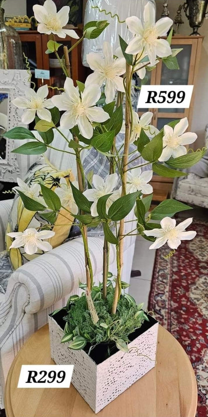 CLEMATIS WHITE