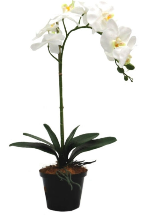 WHITE ORCHID